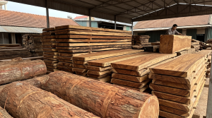 Gỗ Lim – Góc Nhìn Thực Vật Học, Cấu Trúc Giải Phẫu Và Giá Trị Thực Tế Trong Đời Sống Gỗ Lim